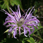Wild Bergamot