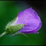 Wild Geranium with Dew