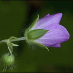 Wild Geranium