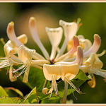 Wild Honeysuckle