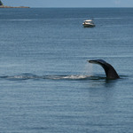 Wild Humpback Whale