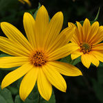 Wild Sunflowers #2