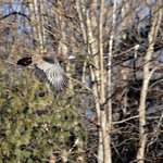 Wild Turkey