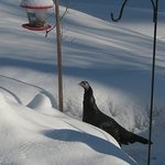 Wild Turkey