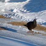 Wild Turkey