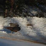 Wild Turkey
