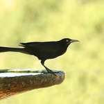 Fast Looking Black Bird