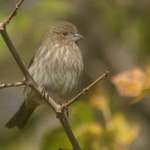 Brown Finch On Branch