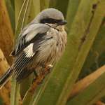 Loggerhead Shrike