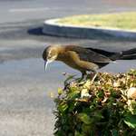 Parking Lot Bird