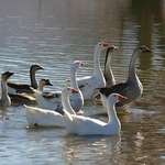 The Pond Gang