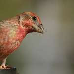 Finch 