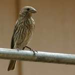 Brown Finch On Pipe