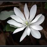 Wildflower