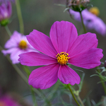 Wildflower