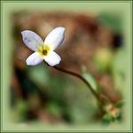 Wildflower