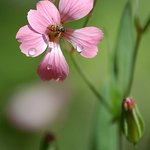 Wildflower