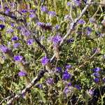 Tiny Wildflowers