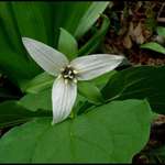 Wake Robin