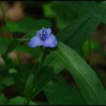 Spider Wort