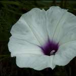 Wild Potato Vine