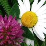 Wildflowers