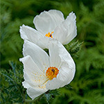Prickly Poppy