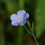 Wildflower