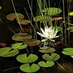 Waterlily