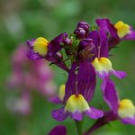 Wildflowers