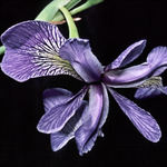 Wild Iris