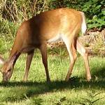 Feeding Doe