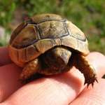 Pocket Tortoise