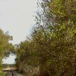 Willow Tunnel