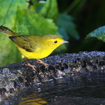 Wilson's Warbler 2008