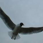 Windermere Gull