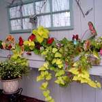 Window Box with Flowers