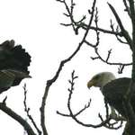 2 Windswept Eagles