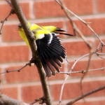 Wing Stretch