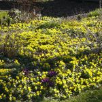 Winter Aconite