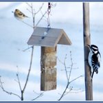 Winter birds