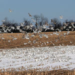 Winter Gulls