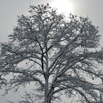 Winter Lace
