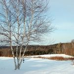 Winter Scene