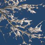 Winter wonderland 3