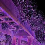  Wisteria Revisited, Purple Dreams