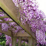Wisteria Trellis 2