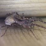 Wolf Spider with Egg Sac