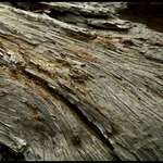 Weathered Wood