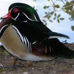 Male Wood Duck
